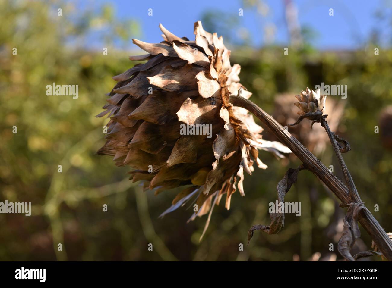 Asciugato le teste dei fiori Foto Stock