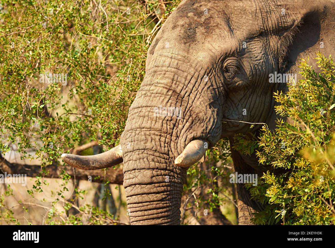 Un gigante africano, un elefante nel suo habitat naturale. Foto Stock