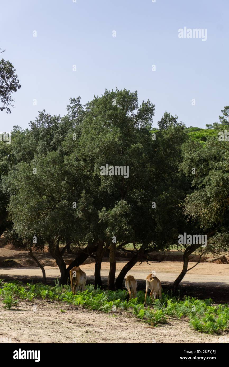 Mandria di piccole antilopi che pascolano all'ombra degli alberi Foto Stock