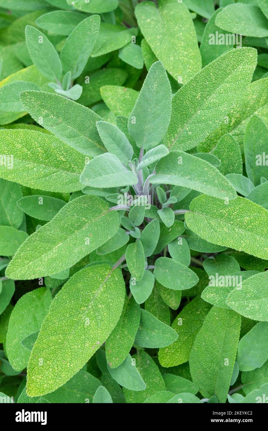 Salvia officinalis, salvia comune, salvia, salvia, salvia, foglie grigio-verdi Foto Stock