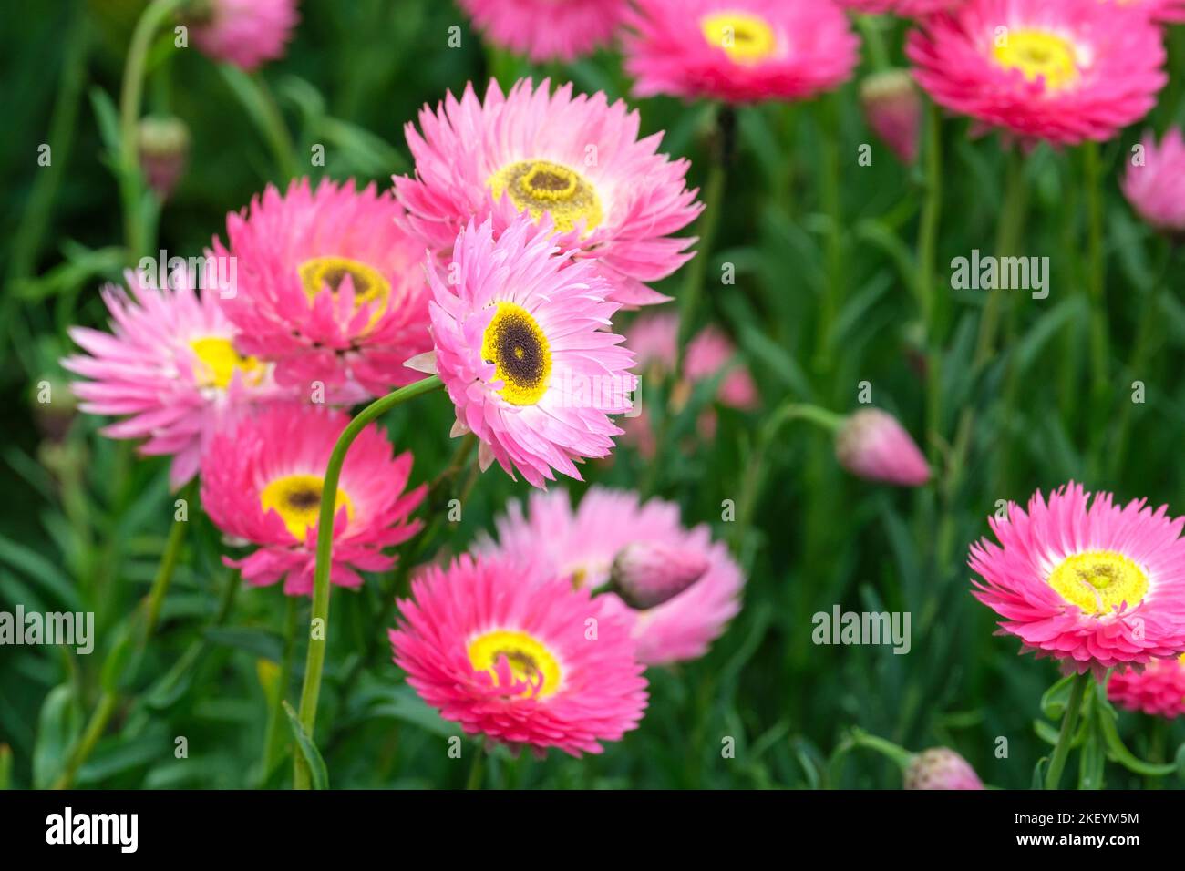 Helipterum roseum Goliath, Acroclinium roseum, fiori rosa letto crescente Foto Stock