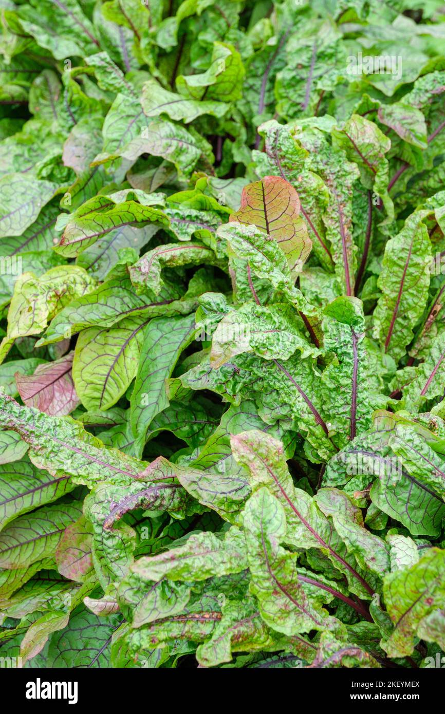 Sorgo, Rumex acetosa, sorgo comune, sorgo da giardino, molo spinaci, Bacino a foglie strette, coltivazione di erbe perenni Foto Stock