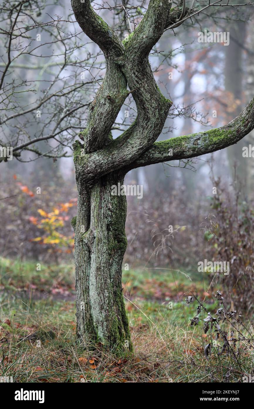 Abbracciando alberi di biancospino (Crataegus monogyna), North Pennines, Teesdale, County Durham, UK Foto Stock