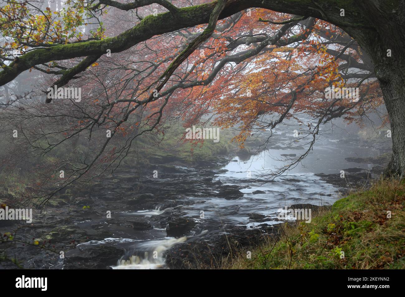 Alberi che sovrastano il fiume Tees in un giorno autunnale Misty, North Pennines, Teesdale, County Durham, Regno Unito Foto Stock