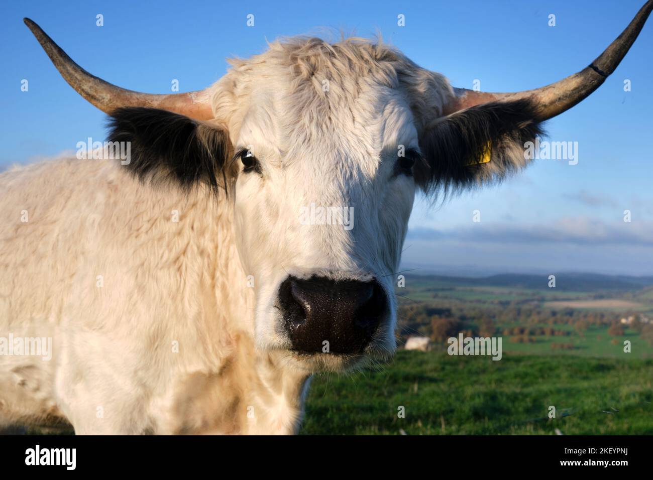 White Park Cattle nel Wiltshire Foto Stock
