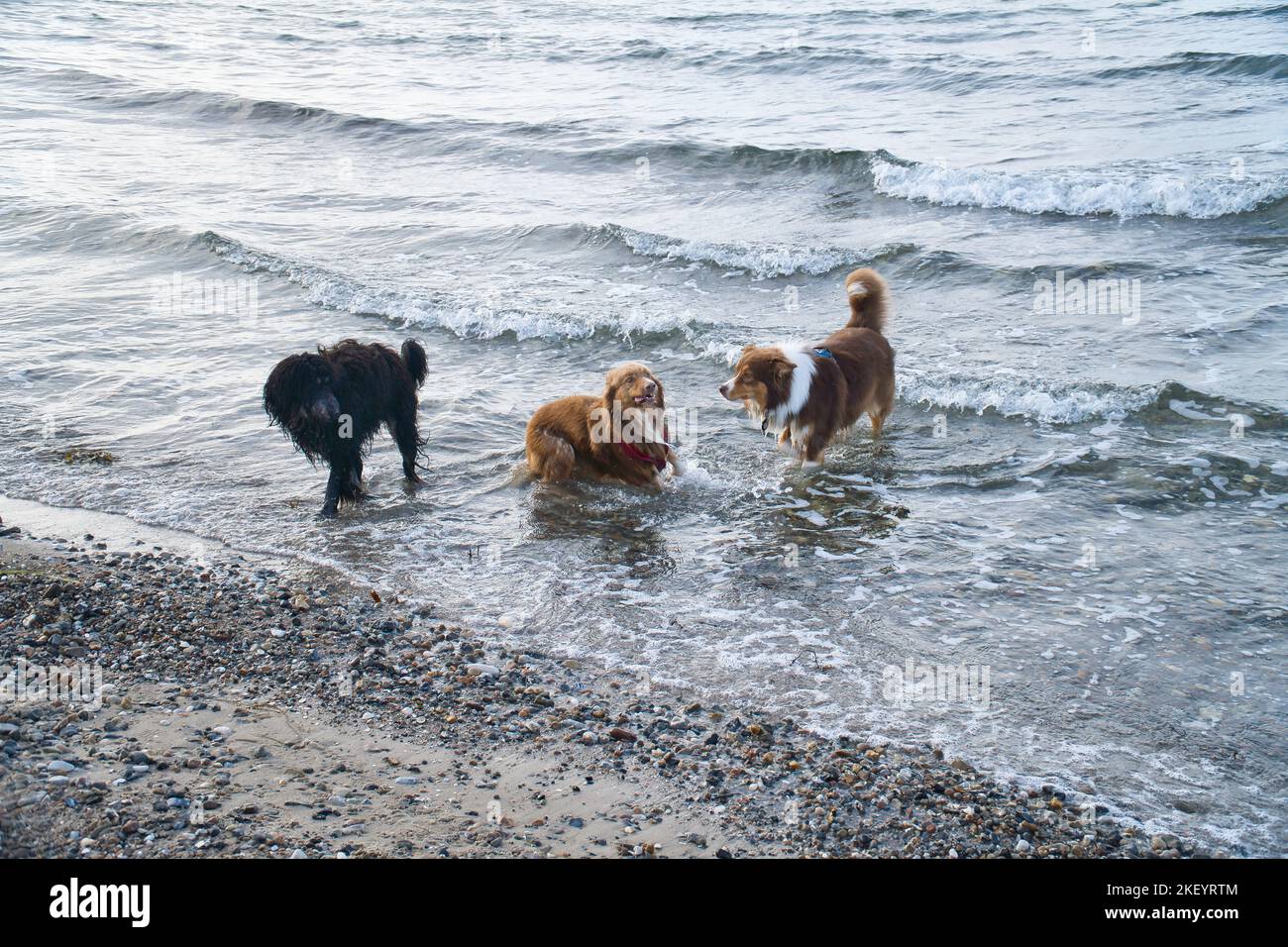 Goldendoodle e cani pastore australiani che giocano in mare. Frolicking in acqua con un sacco di divertimento. Foto degli animali sulla spiaggia Foto Stock