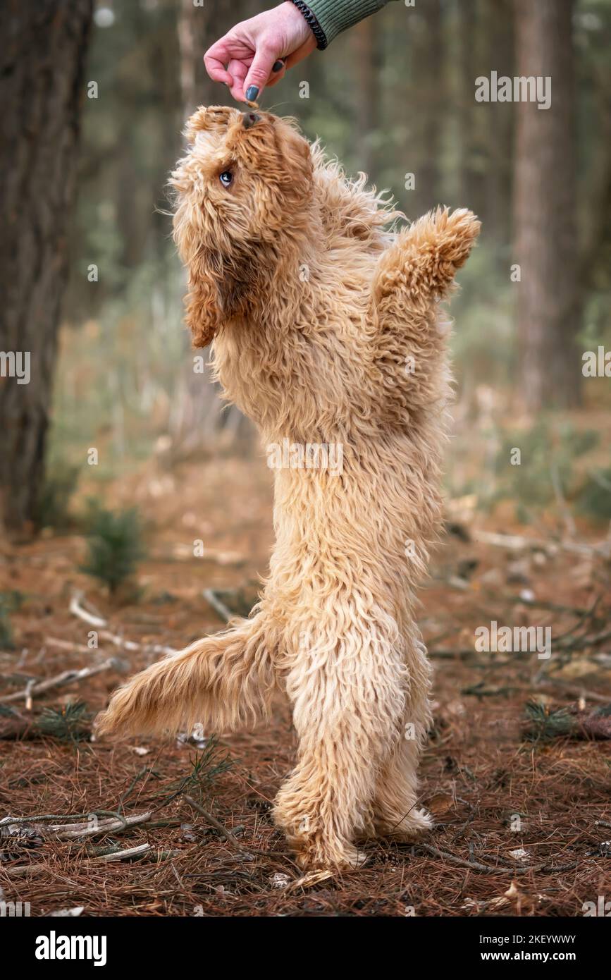 Cane cucciolo Cavapoo di sei mesi sulle sue gambe posteriori a tutta lunghezza per un trattamento da parte del suo proprietario che è oscurato Foto Stock