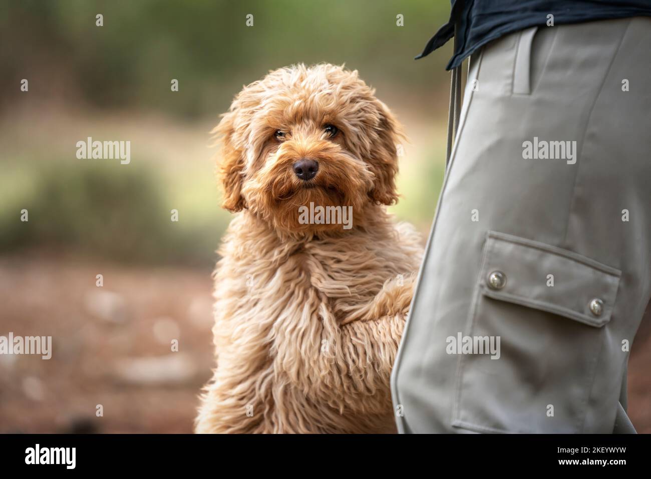 Cane cucciolo Cavapoo di sei mesi seduto con il suo proprietario oscurato Foto Stock