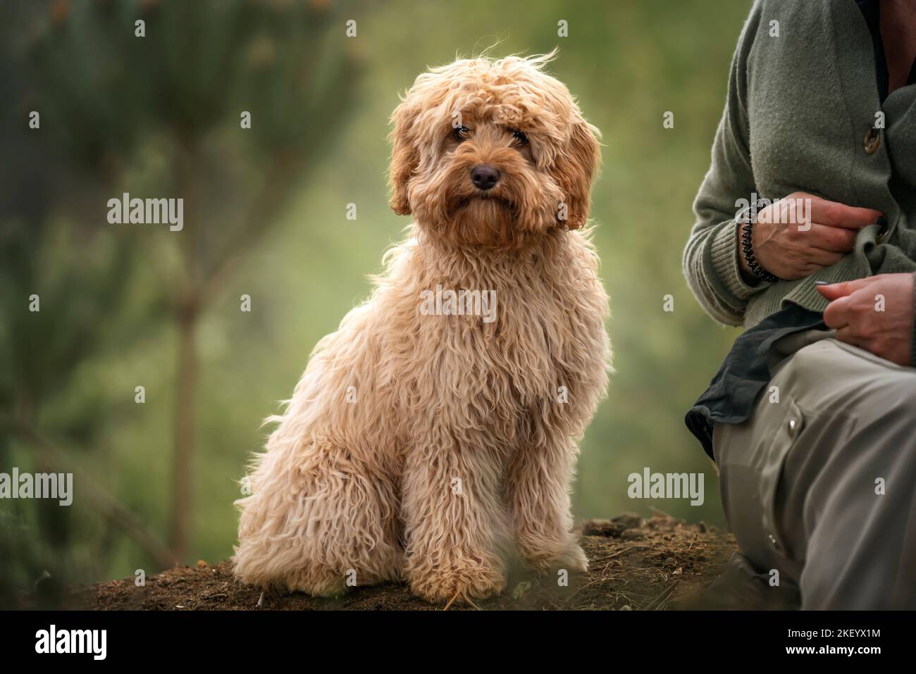 Cucciolo Cavapoo di sei mesi. Questo cucciolo è di colore albicocca e seduto accanto al suo oscuro proprietario. Foto Stock