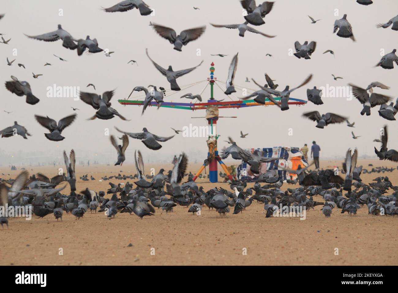 Le colombe o i piccioni stanno volando nella marina Beach Chennai. Foto Stock