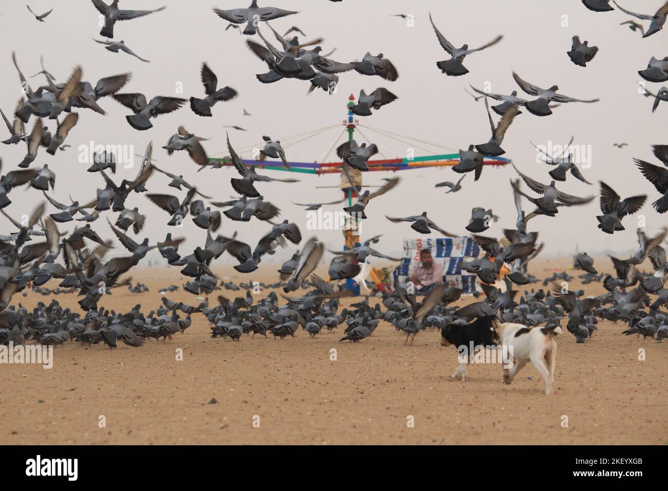 Le colombe o i piccioni stanno volando nella marina Beach Chennai. Foto Stock
