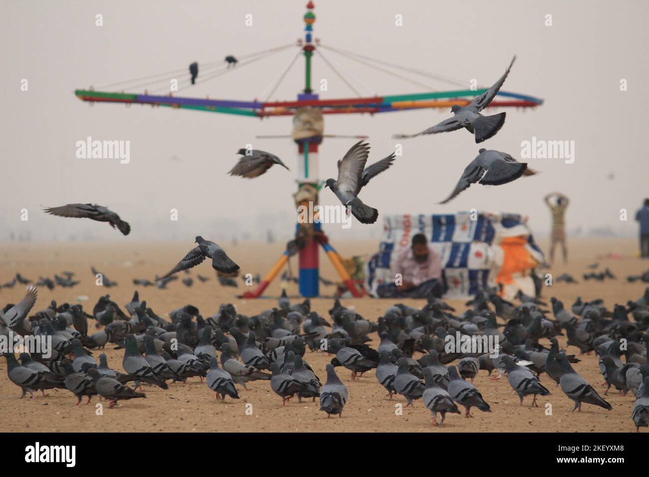 Le colombe o i piccioni stanno volando nella marina Beach Chennai. Foto Stock