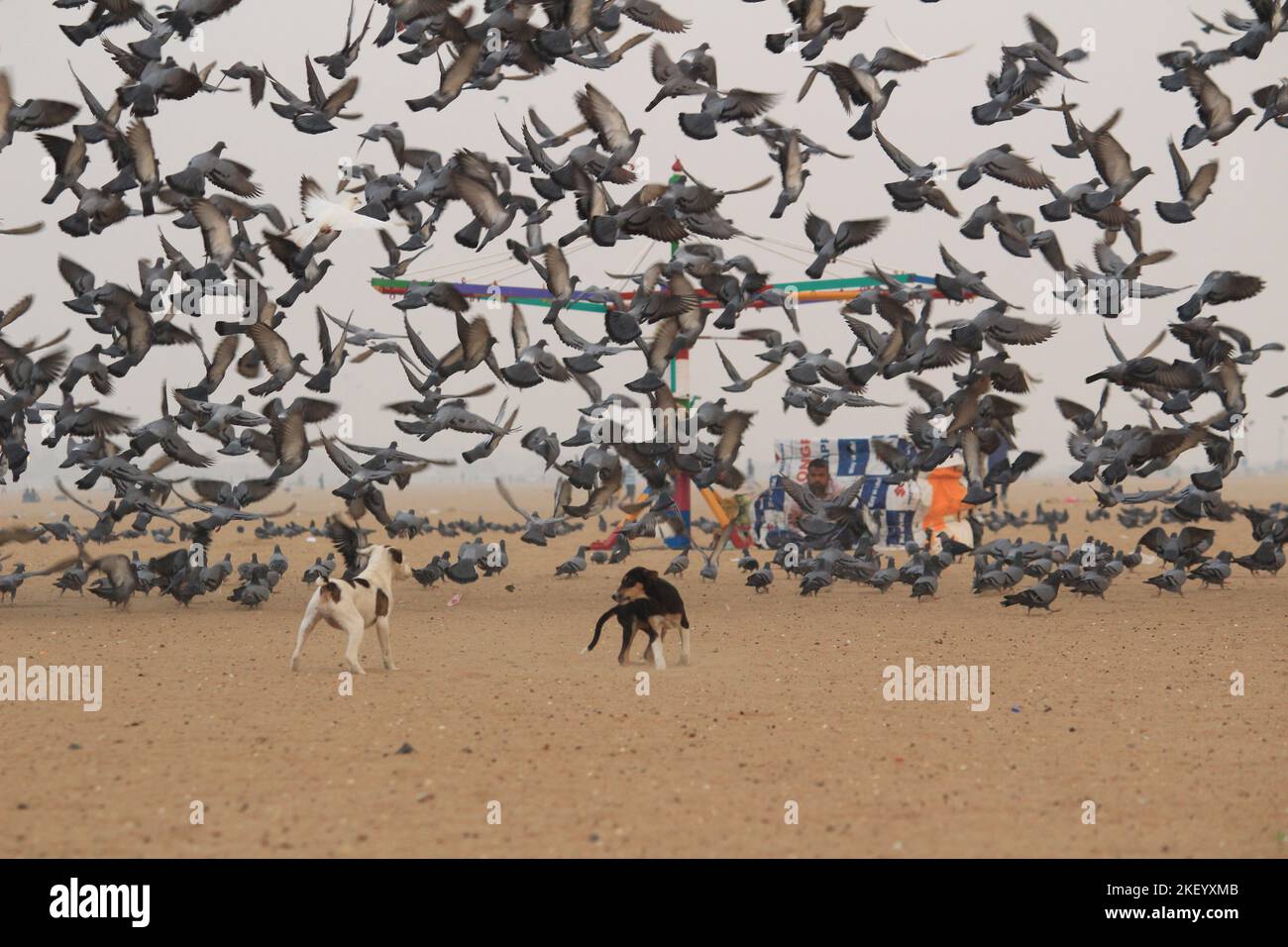 Le colombe o i piccioni stanno volando nella marina Beach Chennai. Foto Stock