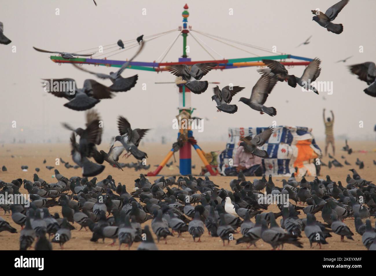 Le colombe o i piccioni stanno volando nella marina Beach Chennai. Foto Stock
