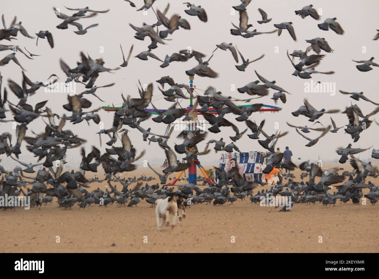 Le colombe o i piccioni stanno volando nella marina Beach Chennai. Foto Stock