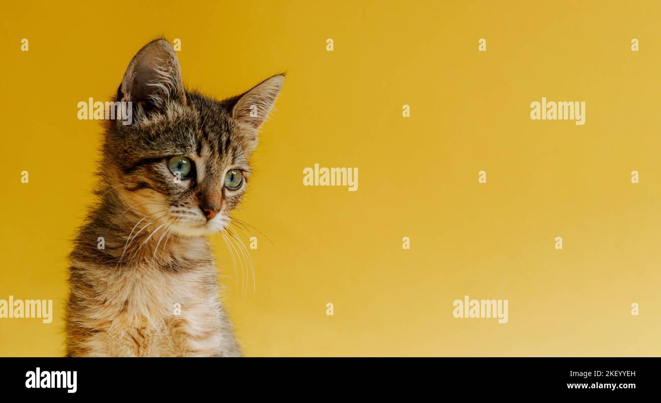 Ritratto di un gatto a righe su sfondo giallo. Il gattino guarda l'oggetto. Spazio di copia. Banner con animale. Foto Stock