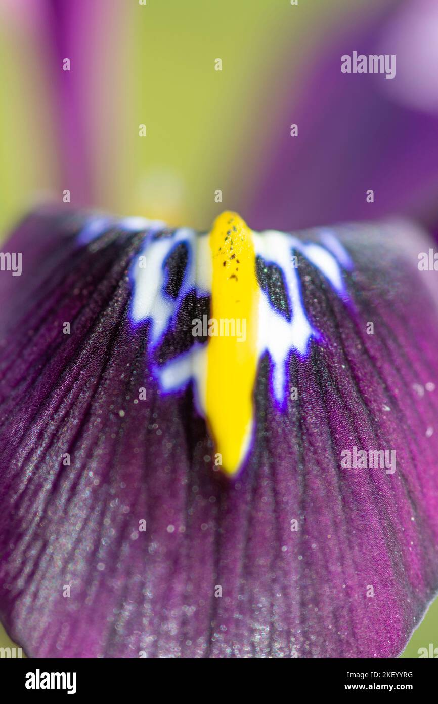 Iris reticulata 'George', primo piano di petalo Foto Stock