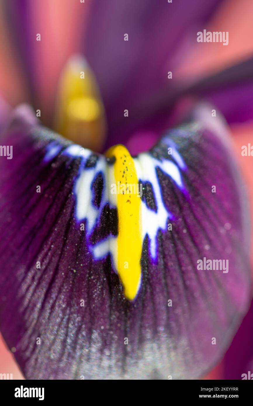 Iris reticulata 'George', primo piano di petalo Foto Stock