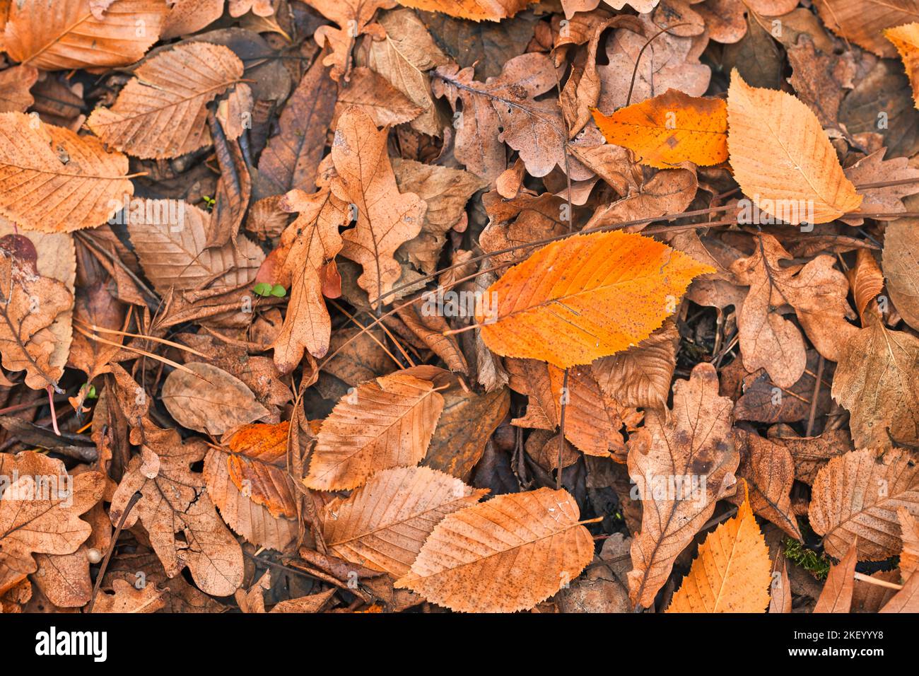 Bella composizione di primo piano autunnale. Tessitura di foglie essiccate. Autunno, autunno, giorno di ringraziamento concetto. Ispirazionale natura decorazione appartamento lay, top Foto Stock