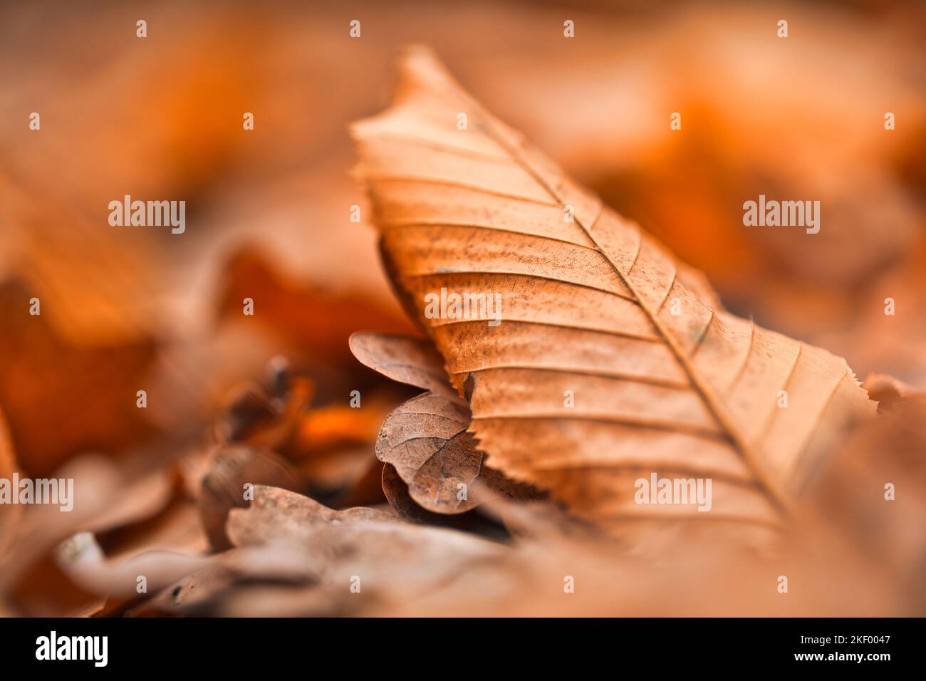 Bella composizione di primo piano autunnale. Tessitura di foglie essiccate. Autunno, autunno, giorno di ringraziamento concetto. Ispirazionale natura decorazione appartamento lay, top Foto Stock
