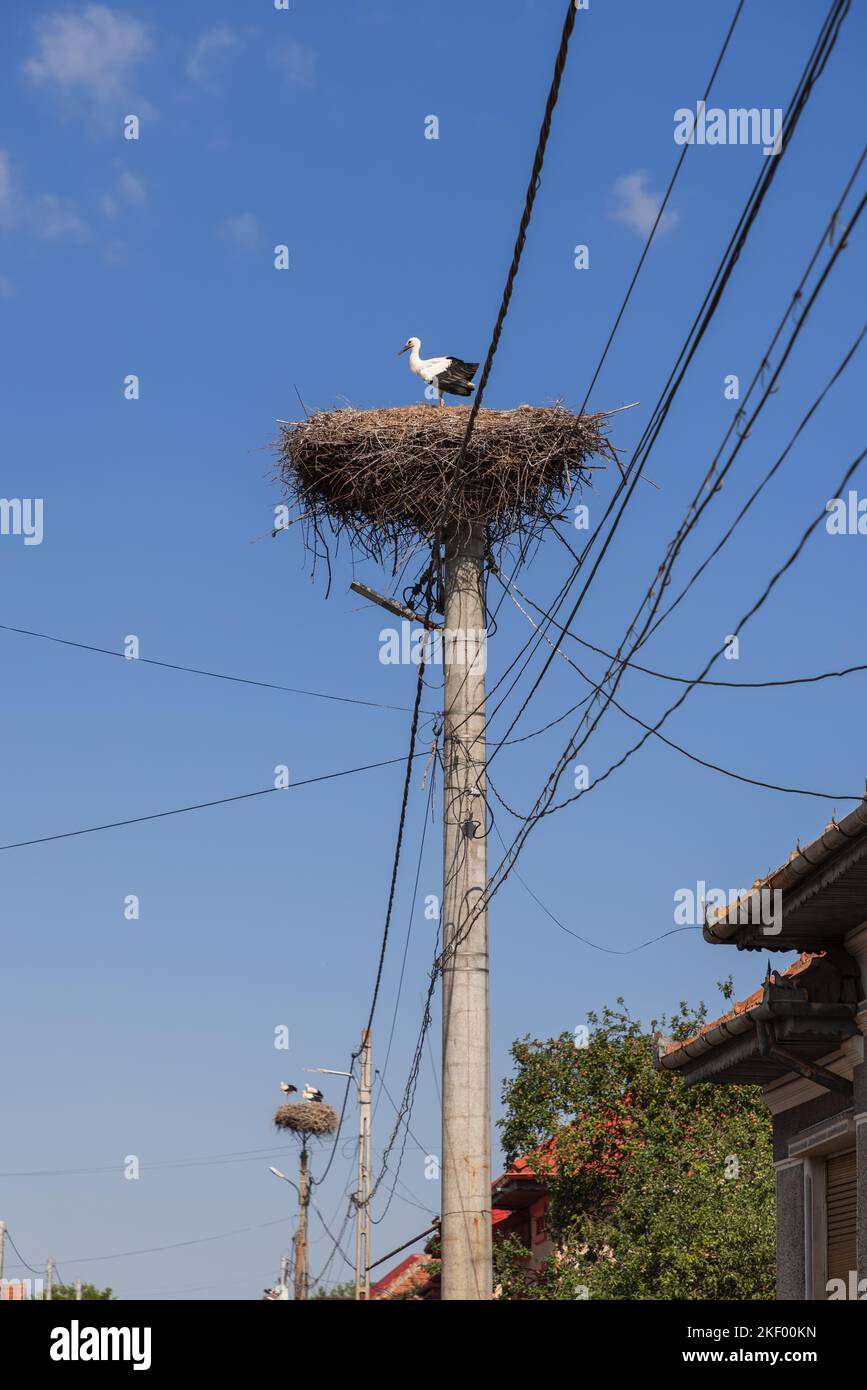 Una cicogna soletta si trova in un nido che ha creato su un palo di illuminazione elettrica accanto a edifici residenziali, e su un palo vicino 50 m da esso, 3 cicogne Foto Stock