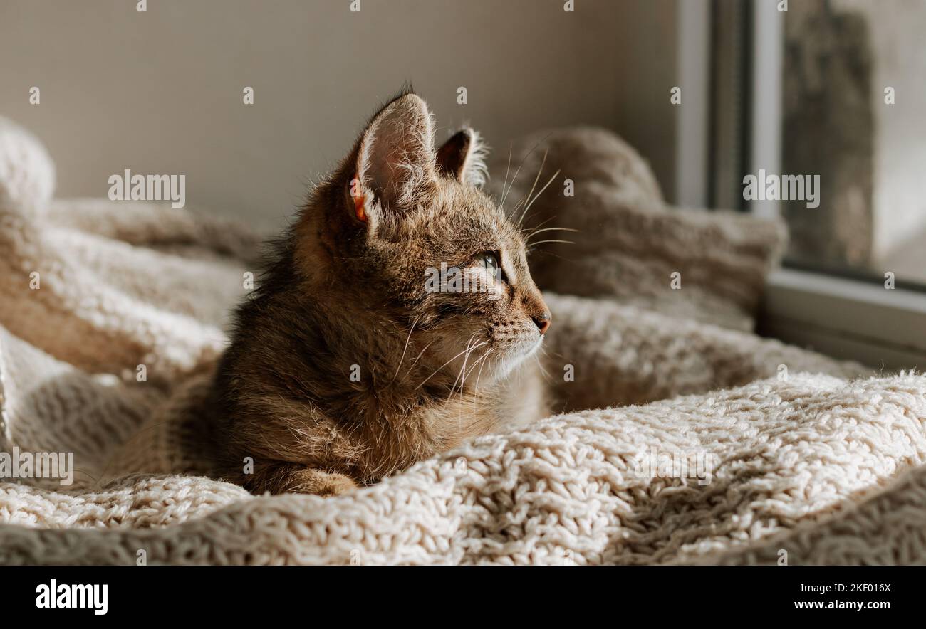 Il gattino a strisce giace sul davanzale. Gattino carino su una plaid a maglia bianca. Comfort di casa e un piccolo gatto. Foto Stock