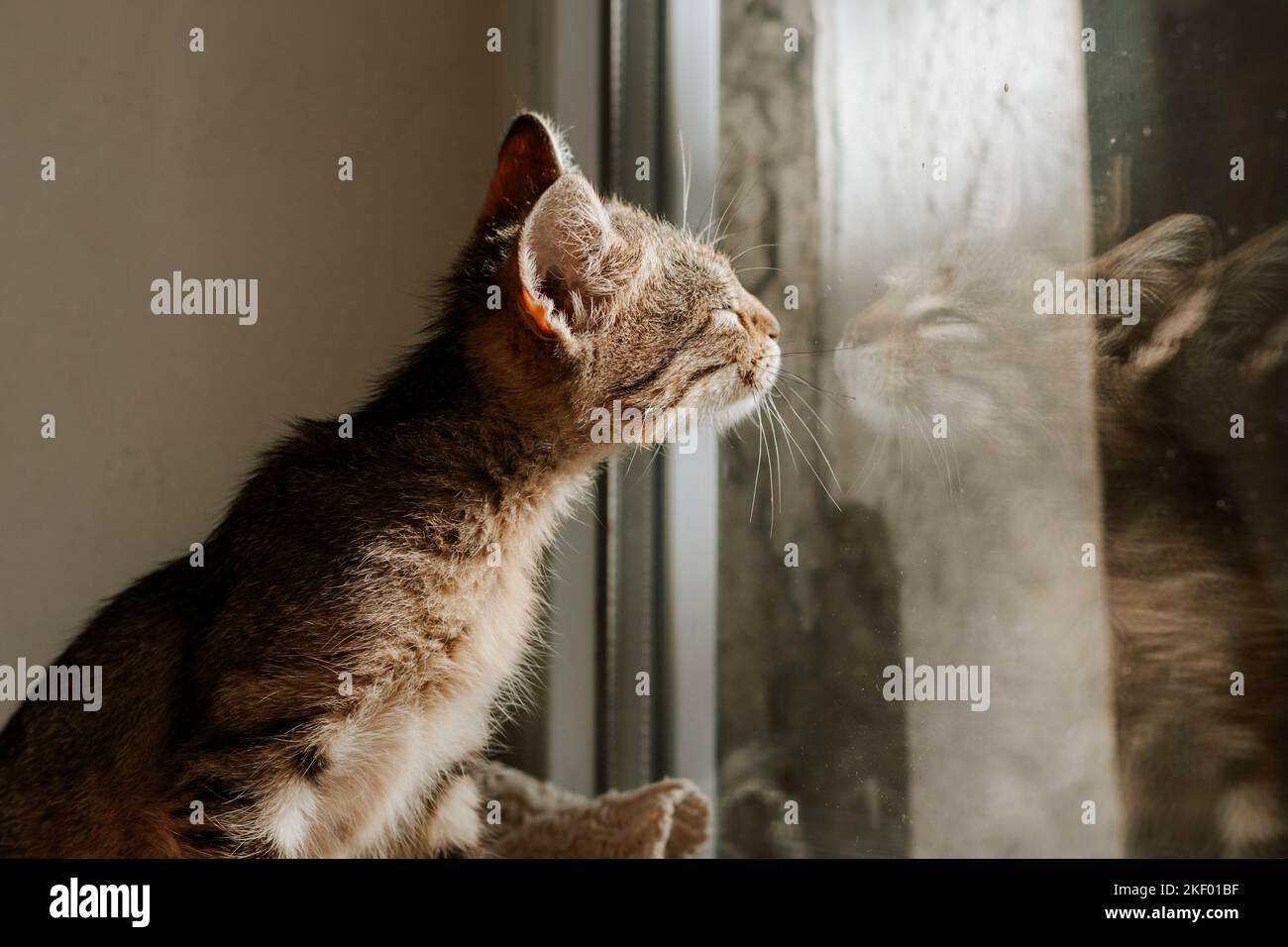 Un gattino carino a strisce guarda fuori dalla finestra. PET. Riflesso di un gatto sul vetro. Un gattino carino guarda il suo riflesso nella finestra. Foto Stock