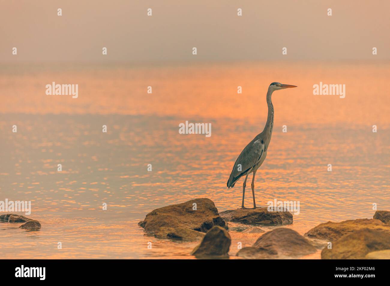 Caccia Heron sullo sfondo del tramonto alle Maldive. Grande uccello in piedi su rocce in acque poco profonde e la caccia di pesci. Fauna tropicale, natura animale Foto Stock