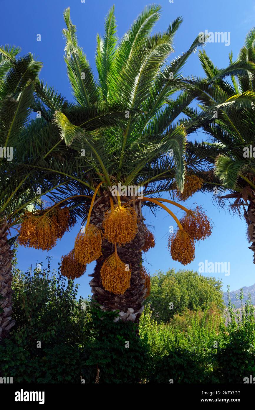 Data albero di palma Phoenix dactylifera, Molyvos o Mithymna, Lesbos, Isole del Nord Egeo, Grecia. Foto Stock