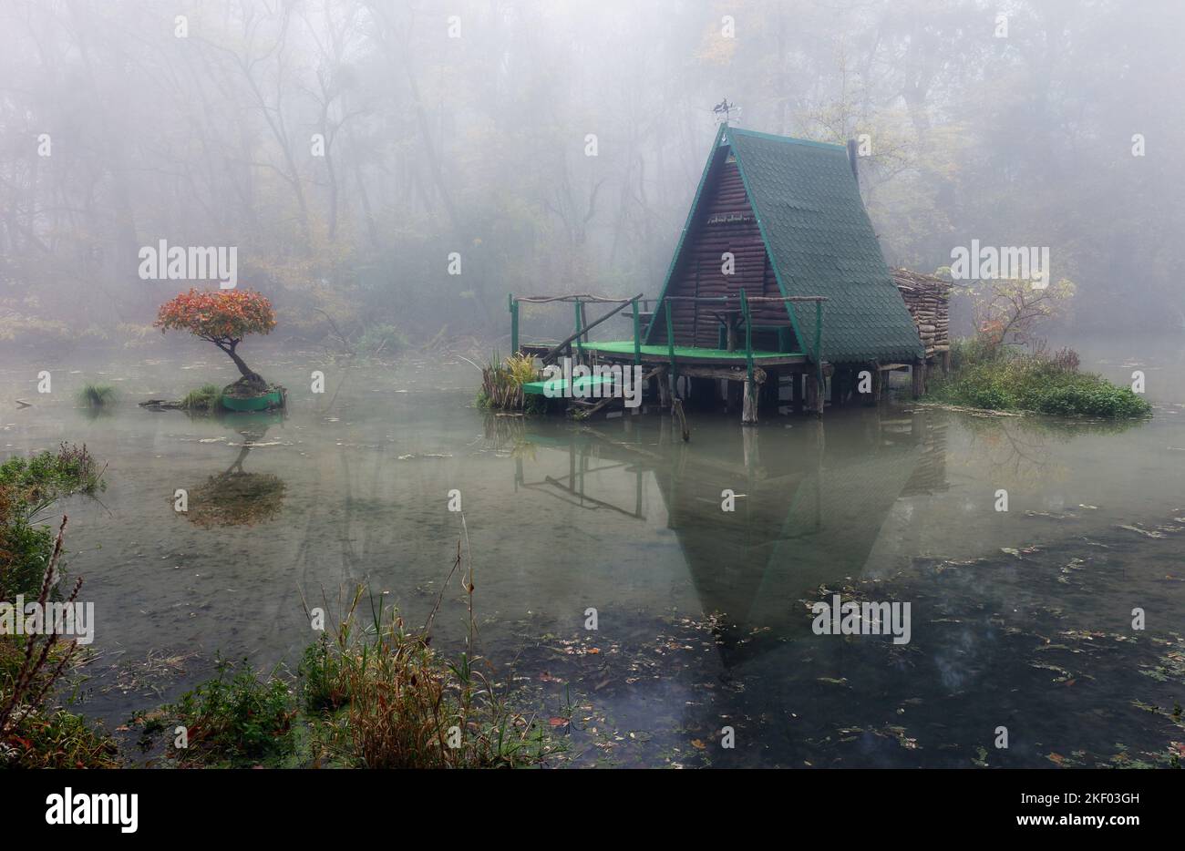 Mistica palude con alberi con un riflesso in acqua in una mattina nebbia. Foto Stock