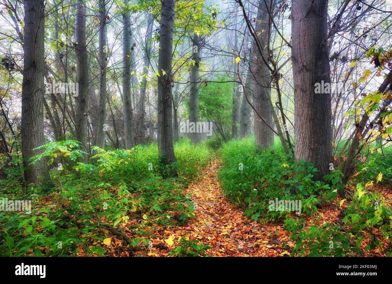 Foresta verde al mattino nebbiosa Foto Stock