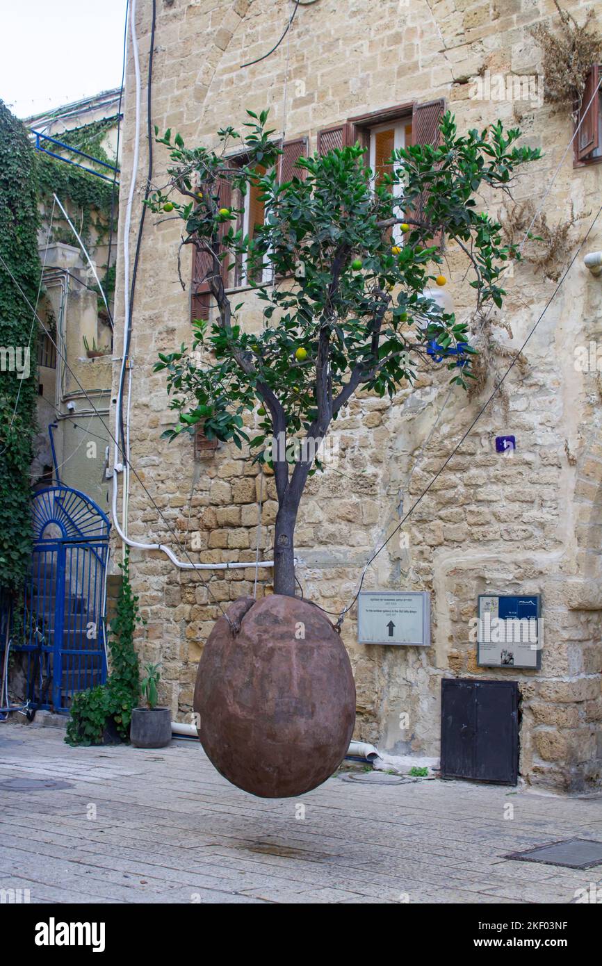 3 novembre 2022 Un grande contenitore contenente un albero arancione di Jaffa di dimensioni normali sospeso a mezz'aria da cavi di acciaio in legno nelle strade secondarie della città vecchia J Foto Stock