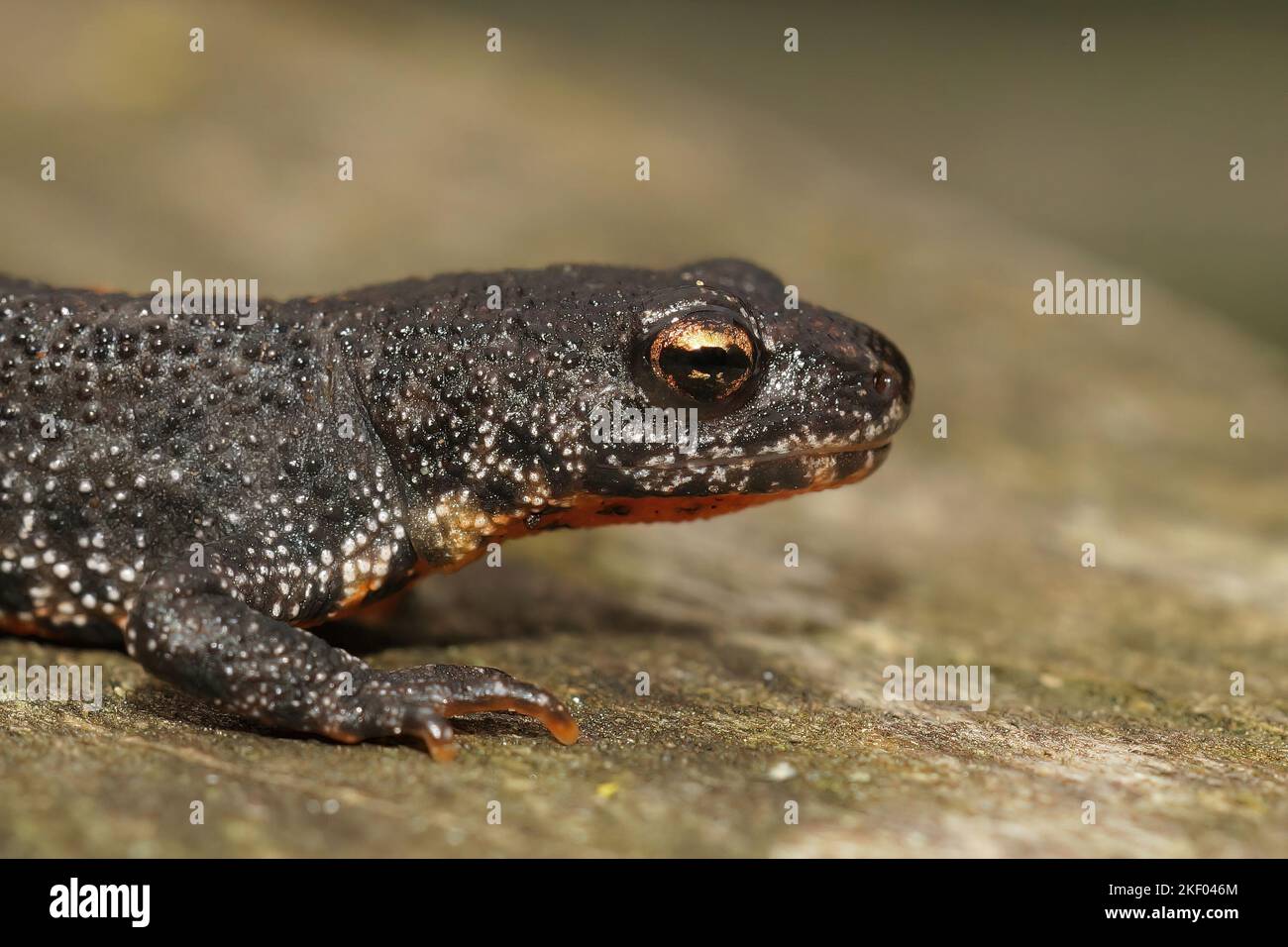 Un primo piano di una lucertola anfibia balcanica crestata su una roccia Foto Stock