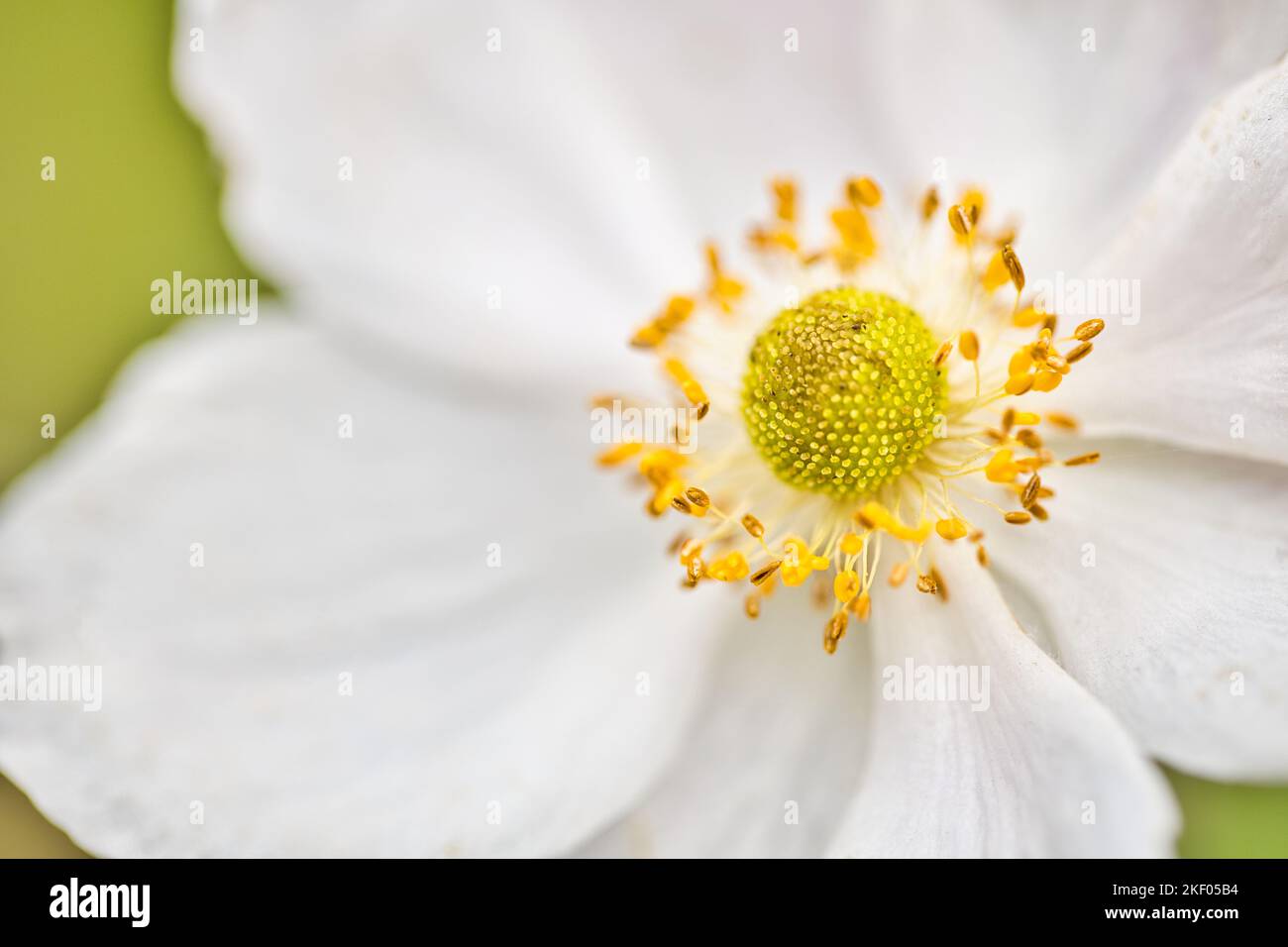 Bellissima natura sfondo. Vista macro di un magnifico fiore di anemone. Petali bianchi gialli, romantico amore floreale closeup. Natura idilliaca Foto Stock