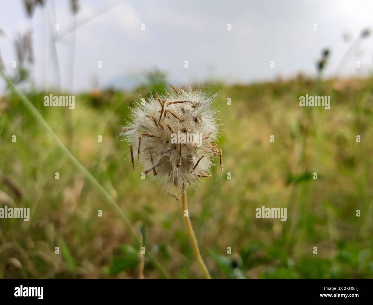 Un primo piano cattura gli intricati dettagli di un Tridax procumbens maturo, o Coatbuttons. La soffice testa bianca di semi, pronta a disperdere i semi. Foto Stock