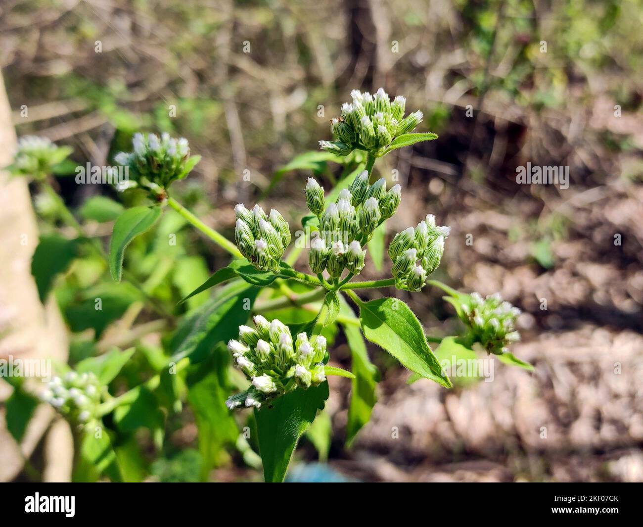 Chromolaena odorata fiore Foto Stock