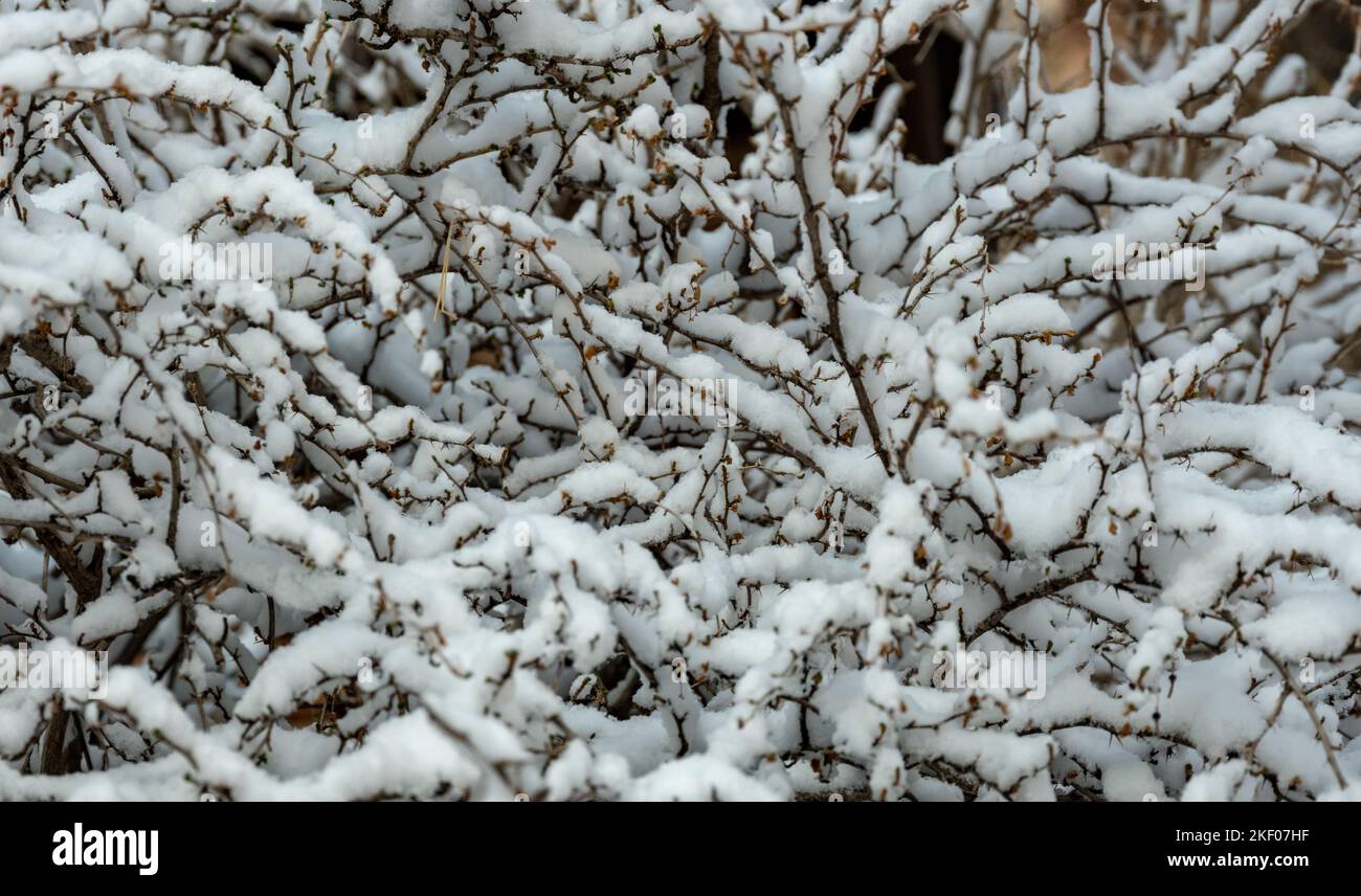 Groviglio di rami coperti di neve nel Parco Nazionale del Grand Canyon Foto Stock