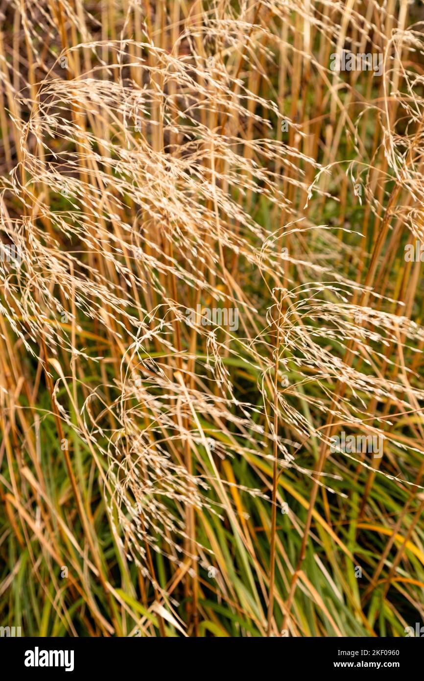 Erba con teste di semi in autunno Foto Stock