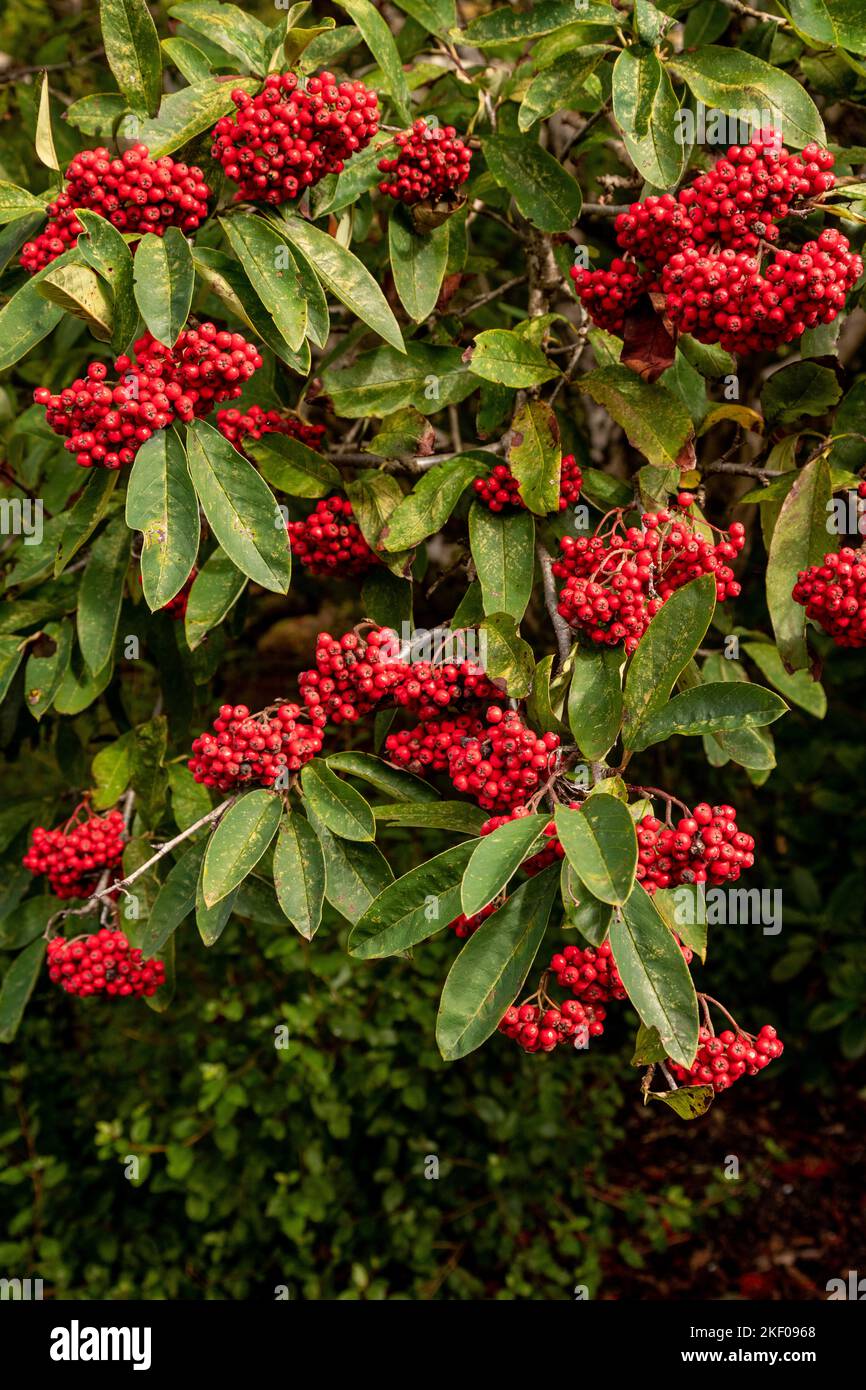 Bacche rosse in autunno con foglie verdi Foto Stock