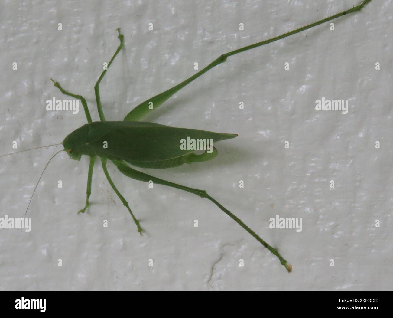 Macro isolata di un cricket katydid verde adulto su uno sfondo bianco testurizzato Foto Stock