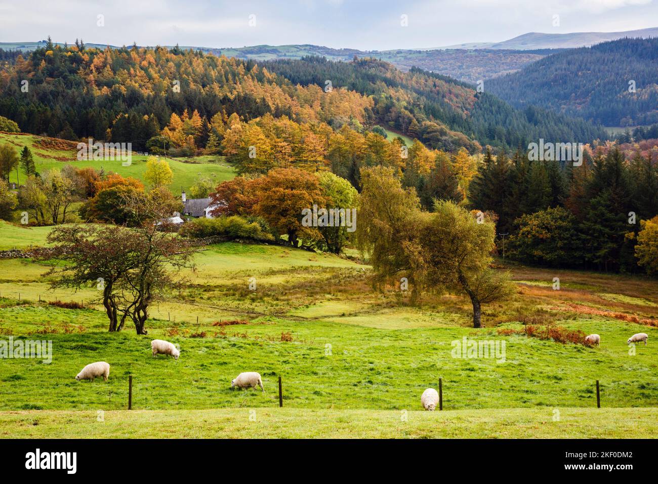 Paesaggio autunnale nel parco forestale di Gwydyr nel parco nazionale di Snowdonia. Betws-y-Coed, Conwy, Galles del Nord, Regno Unito, Gran Bretagna Foto Stock