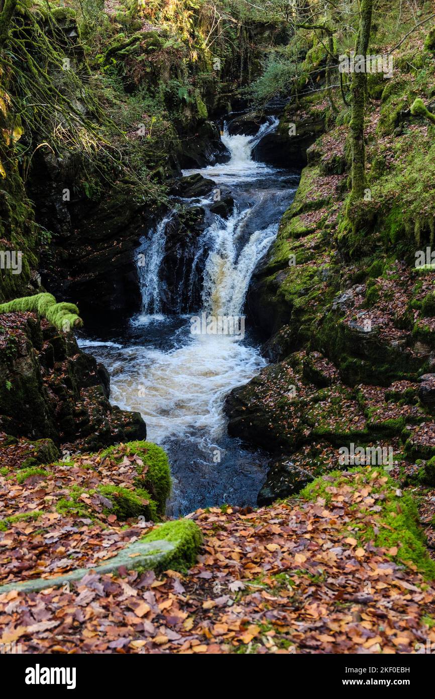 Piccola cascata sul fiume Afon Cynfal in una gola nel Parco Nazionale di Snowdonia vicino a Llan Ffestiniog, Blaenau Ffestiniog, Gwynedd, Galles settentrionale, Regno Unito, Regno Unito Foto Stock