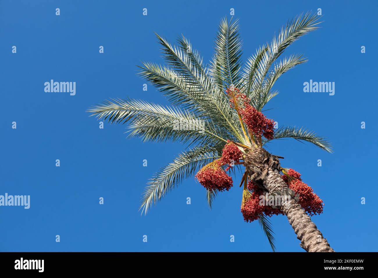 Basso angolo di ripresa delle date su Un albero di palma di data Foto Stock