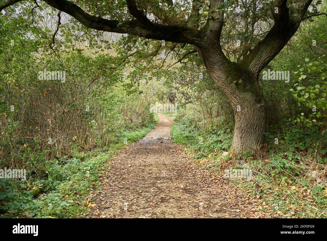Percorso filmoso sotto un albero di quercia in un parco contico inglese in un giorno d'autunno. Foto Stock