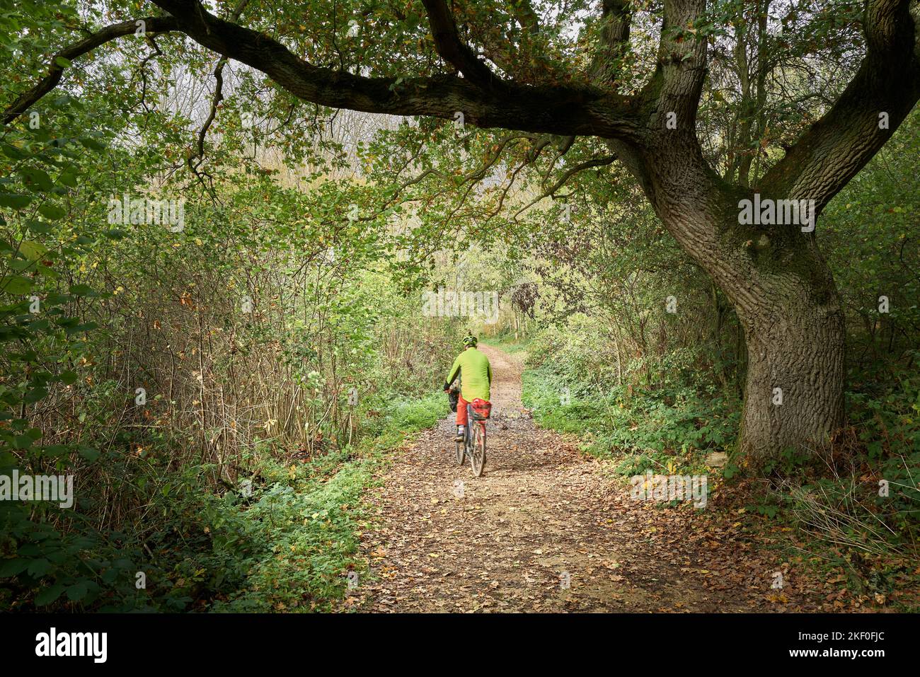 Un anziano ciclista maschile percorre un sentiero costeggiato da foglie sotto un albero di querce in un parco inglese in riva al contato in un giorno d'autunno. Foto Stock