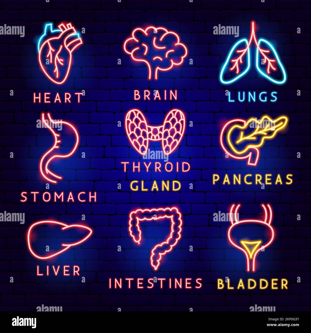 Set di etichette per organi corporei Illustrazione Vettoriale