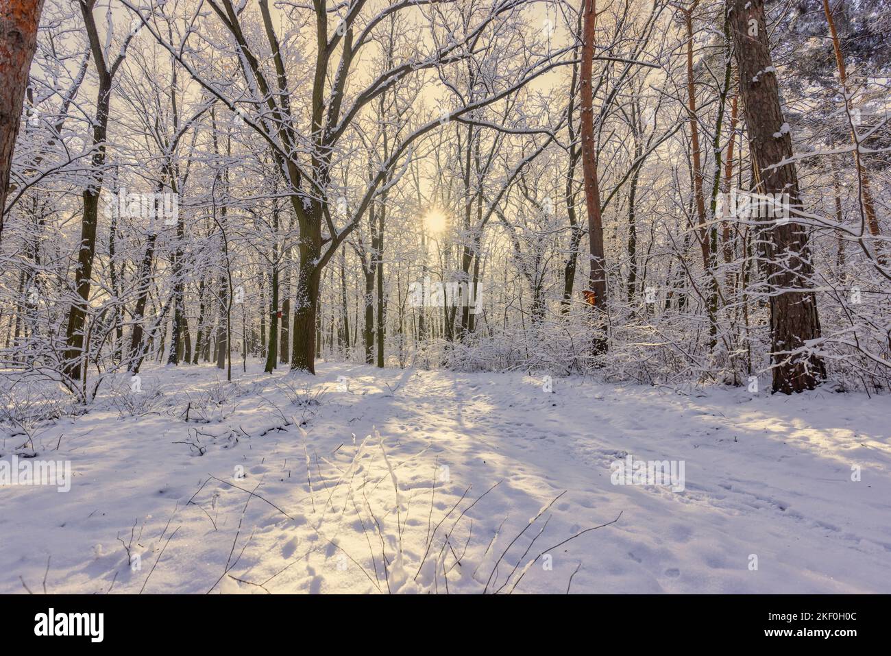 paesaggio naturale invernale all'alba. Splendido sfondo naturale natalizio, percorso forestale ghiacciato e innevato, incredibile paesaggio naturale idilliaco. Percorso tranquillo Foto Stock