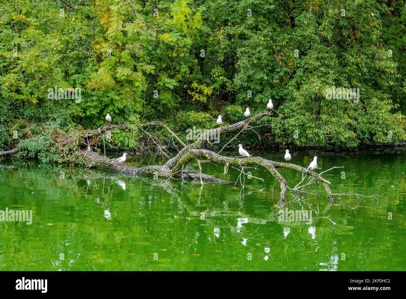 Gabbiani seduti su un ramo in un lago verde della città di Parma Foto Stock