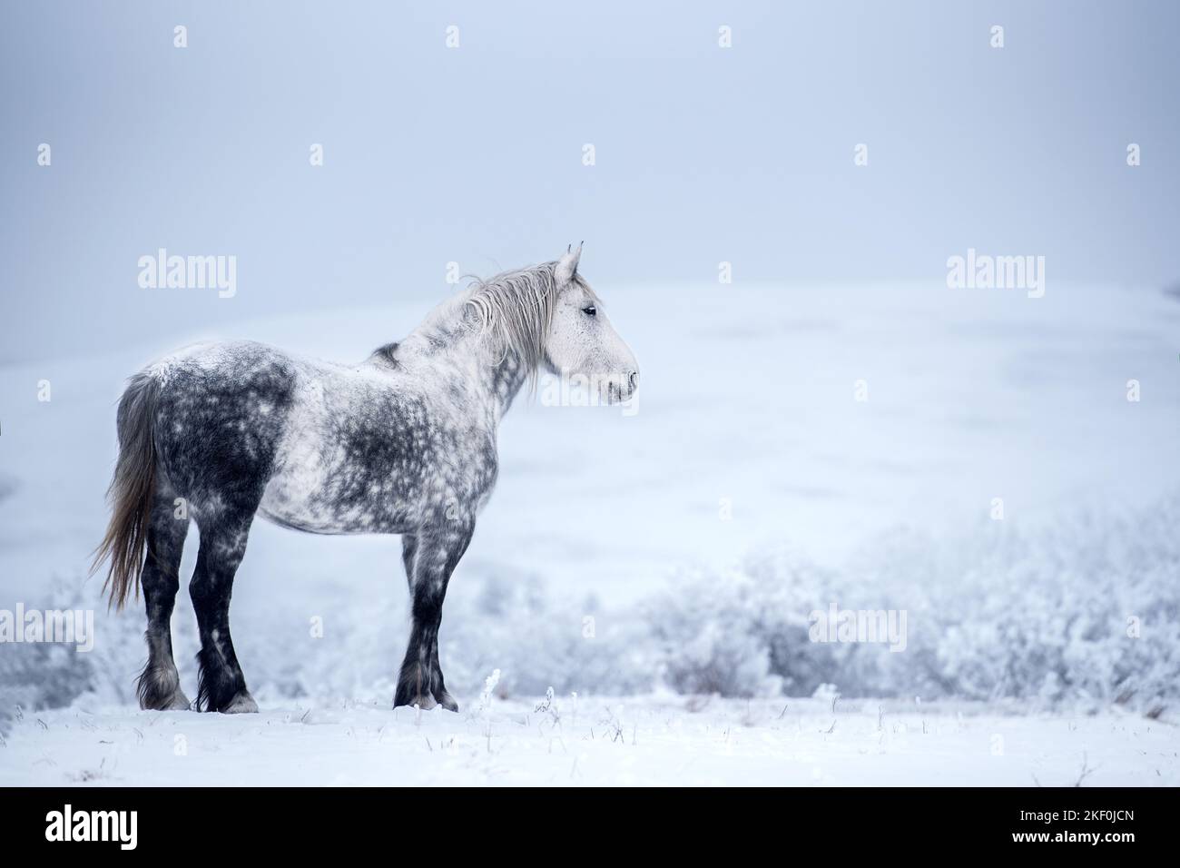 Percheron Foto Stock
