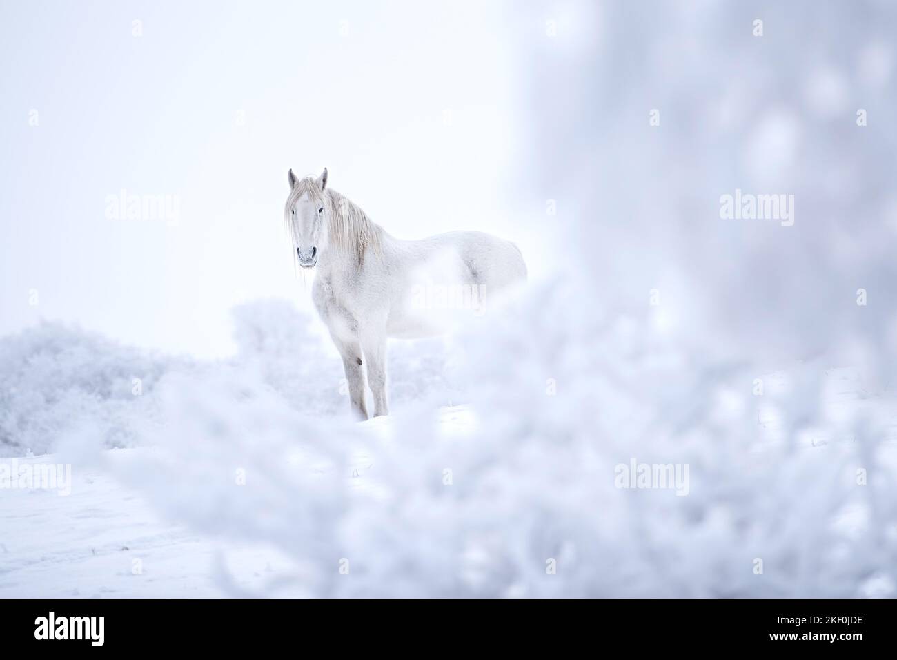 Percheron Foto Stock